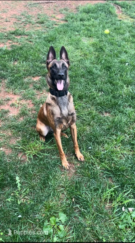 Nova – Belgian Malinois puppy for sale in King, NC