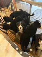Saint Bernese Puppy , a female Bernese Mountain Dog for sale in Spokane, WA – Photo 8 of 8