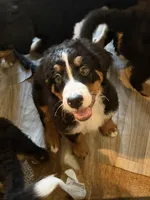 Saint Bernese Puppy , a female Bernese Mountain Dog for sale in Spokane, WA – Photo 3 of 8