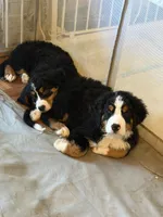 Saint Bernese Puppy , a female Bernese Mountain Dog for sale in Spokane, WA – Photo 7 of 8