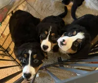 Saint Bernese Puppy , a female Bernese Mountain Dog for sale in Spokane, WA – Photo 6 of 8