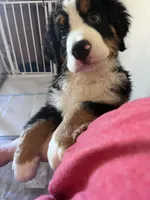 Saint Bernese Puppy , a female Bernese Mountain Dog for sale in Spokane, WA – Photo 4 of 8