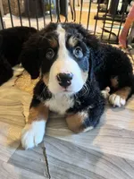 Saint Bernese Puppy , a female Bernese Mountain Dog for sale in Spokane, WA – Photo 1 of 8