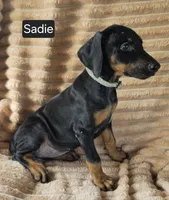 Sadie, a female Doberman Pinscher for sale in Albany, OH – 4 of 7