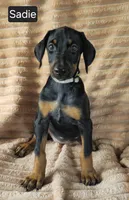 Sadie, a female Doberman Pinscher for sale in Albany, OH – 5 of 7