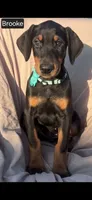 Brooke WEEKEND SPECIAL $250 OFF!, a female Doberman Pinscher for sale in Albany, OH – 5 of 9