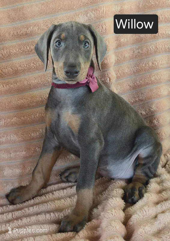 Willow – Doberman Pinscher puppy for sale in Albany, OH