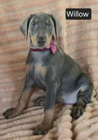 Willow, a female Doberman Pinscher for sale in Albany, OH – 1 of 5