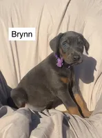 Brynn, a female Doberman Pinscher for sale in Albany, OH – 4 of 5