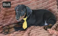 Bolt, a male Doberman Pinscher for sale in Albany, OH – 6 of 6