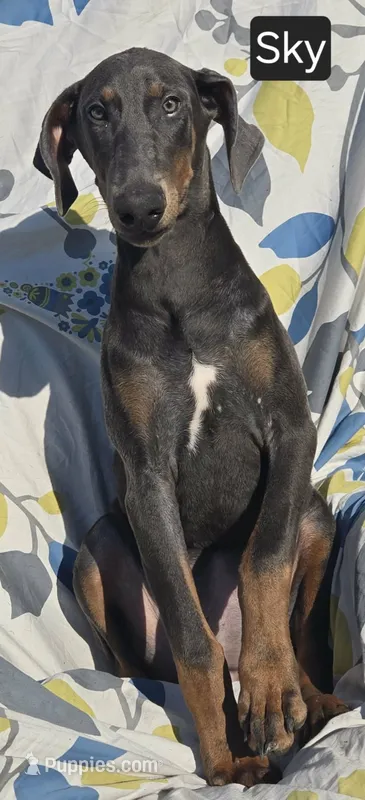 WEEKEND SPECIAL $300 OFF! "Sky" BLUE Doberman Pinscher Female Puppy – Doberman Pinscher puppy for sale in Albany, OH