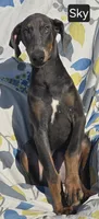 WEEKEND SPECIAL $300 OFF! "Sky" BLUE Doberman Pinscher Female Puppy, a female Doberman Pinscher for sale in Albany, OH – 1 of 10