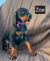 Zoe, a female Doberman Pinscher for sale in Albany, OH – 4 of 5