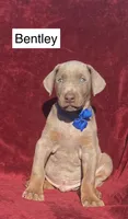 Bentley, a male Doberman Pinscher for sale in Albany, OH – 3 of 5
