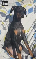 WEEKEND SPECIAL $300 OFF "Zoe", a female Doberman Pinscher for sale in Albany, OH – 3 of 7