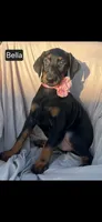 Bella WEEKEND SPECIAL $250 OFF!, a female Doberman Pinscher for sale in Albany, OH – 3 of 10