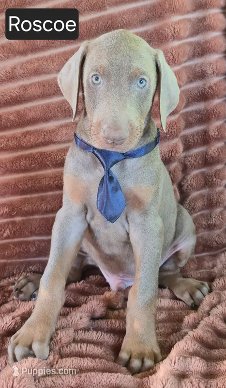 Roscoe – Doberman Pinscher puppy for sale in Albany, OH