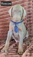 Roscoe, a male Doberman Pinscher for sale in Albany, OH – 1 of 6