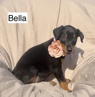 Bella, a female Doberman Pinscher for sale in Albany, OH – 5 of 6