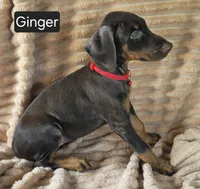 Ginger, a female Doberman Pinscher for sale in Albany, OH – 4 of 7