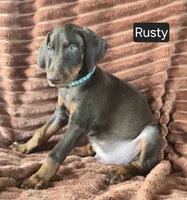 Rusty, a male Doberman Pinscher for sale in Albany, OH – 3 of 7