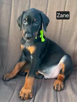 Zane, a male Doberman Pinscher for sale in Albany, OH – 4 of 4