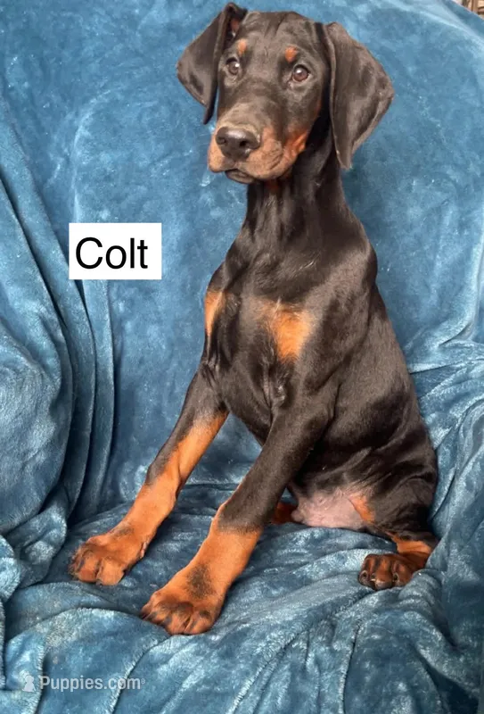 Colt
