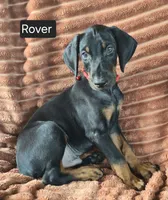 Rover, a male Doberman Pinscher for sale in Albany, OH – 5 of 5
