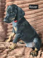 Rover, a male Doberman Pinscher for sale in Albany, OH – 4 of 5