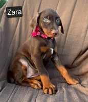 Zara, a female Doberman Pinscher for sale in Albany, OH – 5 of 5