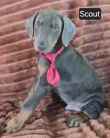 Scout, a male Doberman Pinscher for sale in Albany, OH – 2 of 4