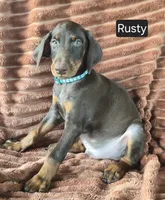 Rusty, a male Doberman Pinscher for sale in Albany, OH – 4 of 7