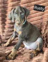 Rusty, a male Doberman Pinscher for sale in Albany, OH – 6 of 7