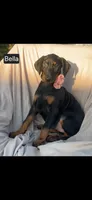 Bella WEEKEND SPECIAL $250 OFF!, a female Doberman Pinscher for sale in Albany, OH – 2 of 10