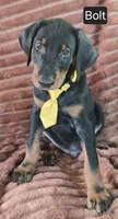 Bolt, a male Doberman Pinscher for sale in Albany, OH – 2 of 6