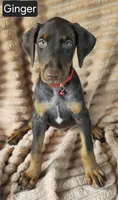 Ginger, a female Doberman Pinscher for sale in Albany, OH – 5 of 7