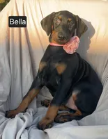 Bella, a female Doberman Pinscher for sale in Albany, OH – 3 of 7