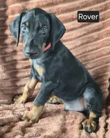 Rover, a male Doberman Pinscher for sale in Albany, OH – 2 of 5