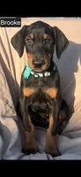 Brooke WEEKEND SPECIAL $250 OFF!, a female Doberman Pinscher for sale in Albany, OH – 7 of 9