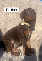 Delilah, a female Doberman Pinscher for sale in Albany, OH – 4 of 4