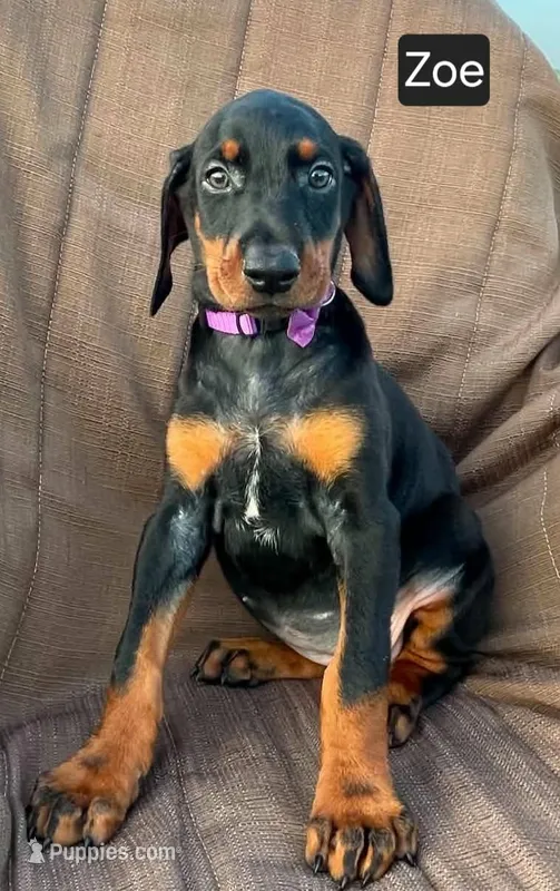 Zoe – Doberman Pinscher puppy for sale in Albany, OH