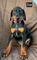 Zoe, a female Doberman Pinscher for sale in Albany, OH – 1 of 5