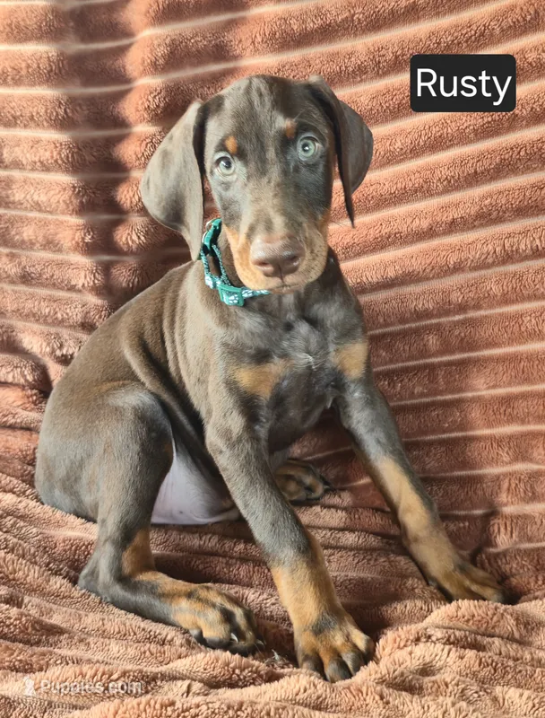 Rusty – Doberman Pinscher puppy for sale in Albany, OH