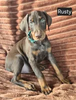Rusty, a male Doberman Pinscher for sale in Albany, OH – 1 of 7