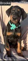 Brooke WEEKEND SPECIAL $250 OFF!, a female Doberman Pinscher for sale in Albany, OH – 9 of 9