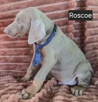 Roscoe, a male Doberman Pinscher for sale in Albany, OH – 2 of 6