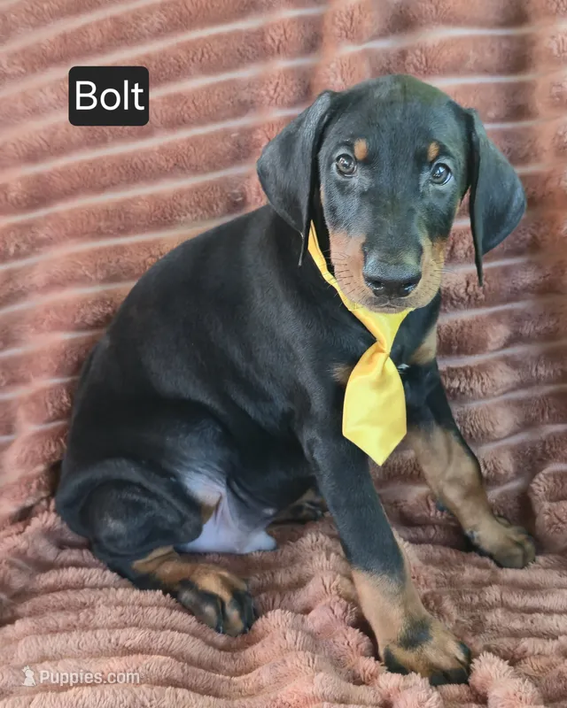 Bolt – Doberman Pinscher puppy for sale in Albany, OH