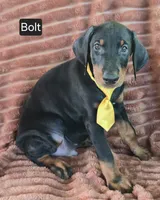 Bolt, a male Doberman Pinscher for sale in Albany, OH – 1 of 6