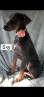 Sky, a female Doberman Pinscher for sale in Albany, OH – 5 of 7