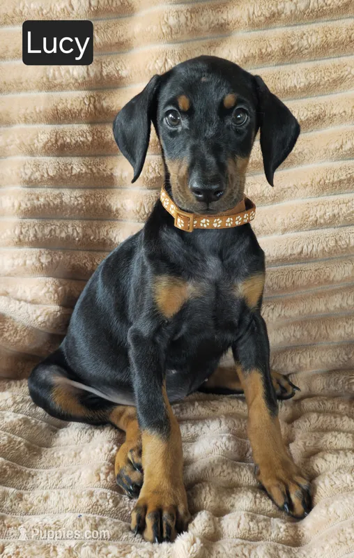Lucy – Doberman Pinscher puppy for sale in Albany, OH